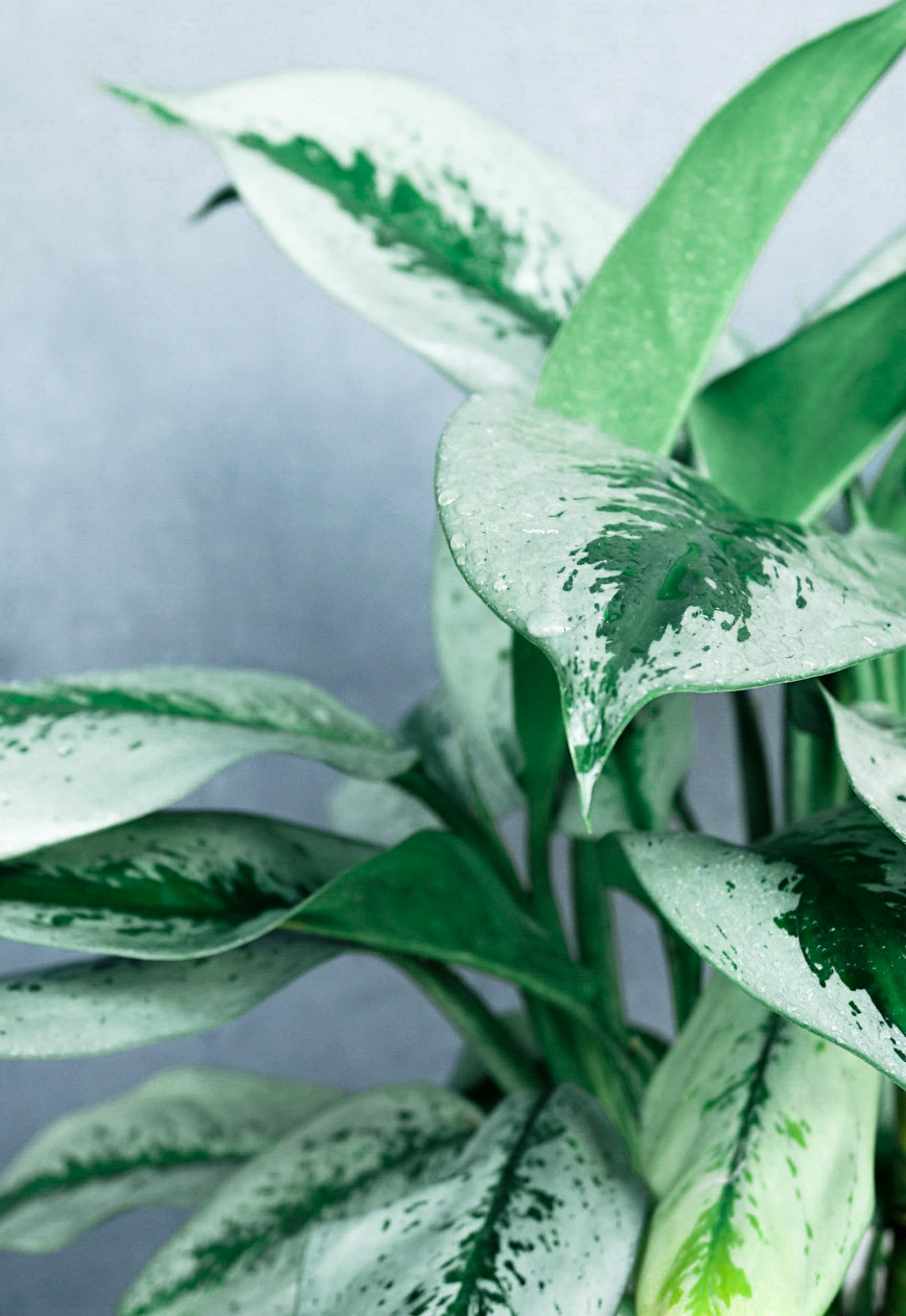 家族の日用品(necessities)